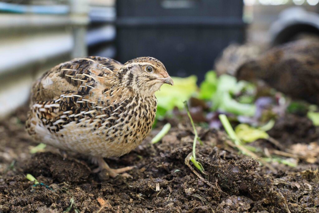 Quail are pecking out feathers  BackYard Chickens - Learn How to