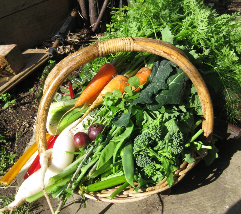 A winter harvest basket with carrots, daikon, peas, kale, sprouting broccoli, silverbeet and cherry guavas.