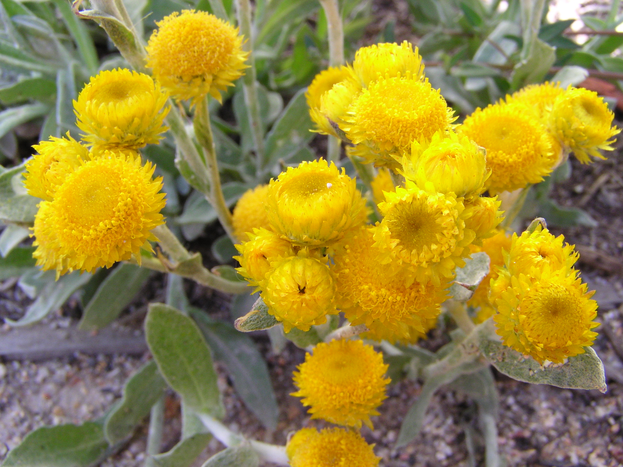 Chrysocephalum apiculatum