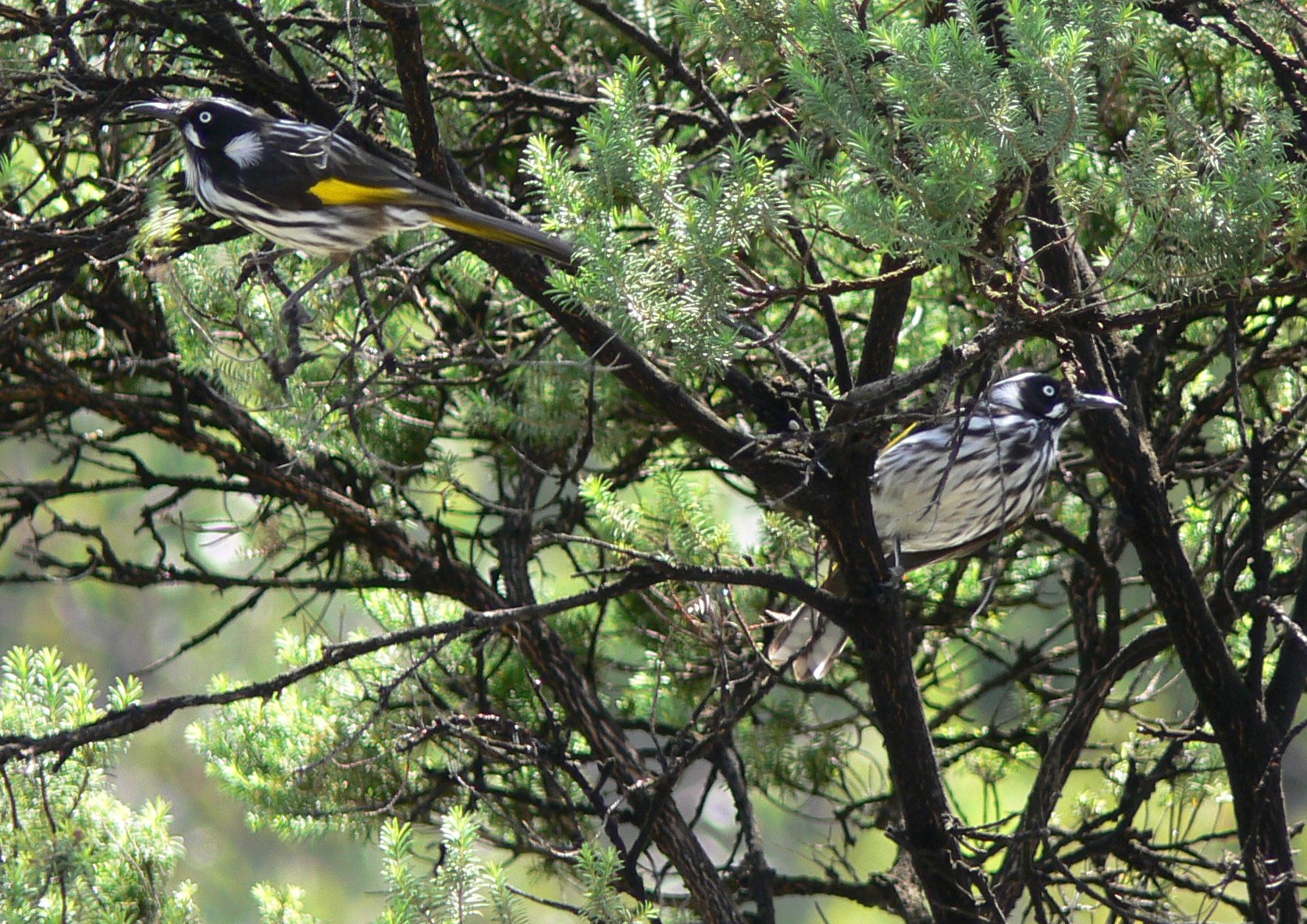 New Holland Honey Eater