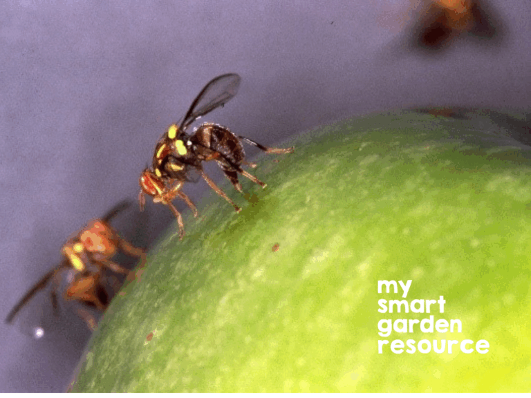 A Queensland fruit fly landed on an apple