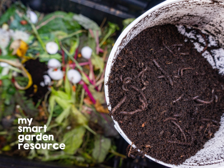 Looking down into a bucket of compost worms next to a bucket of vegetable and eggshell scraps.