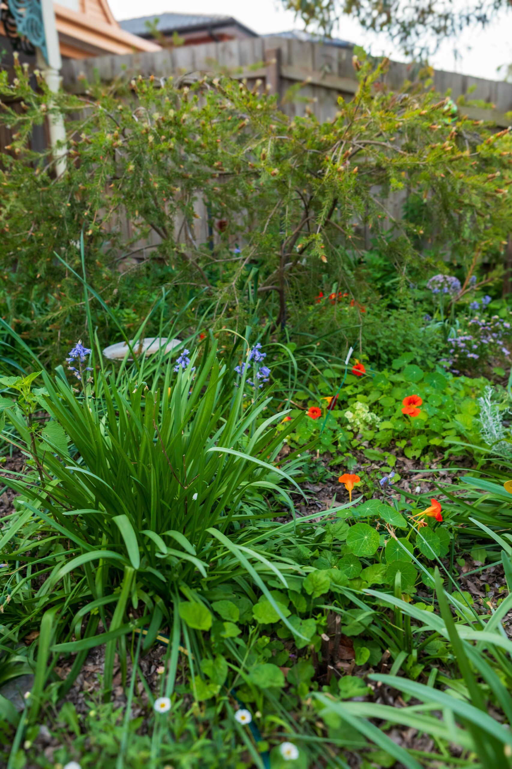 A front garden planted with diverse grasses and flowers.