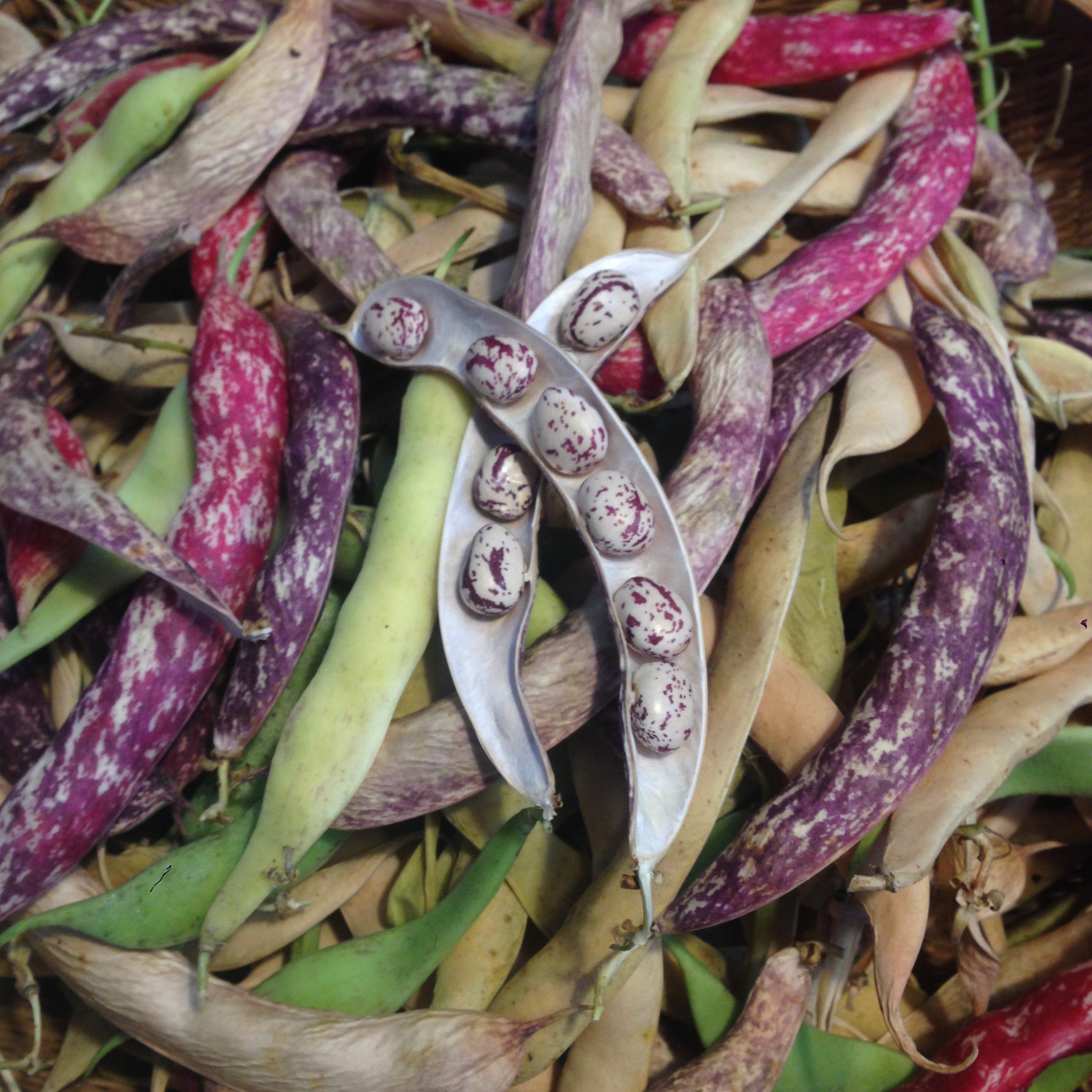 Dried cranberry beans in their pods